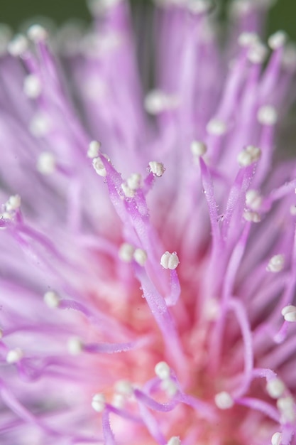 a close up of a flower with tiny white dots on it