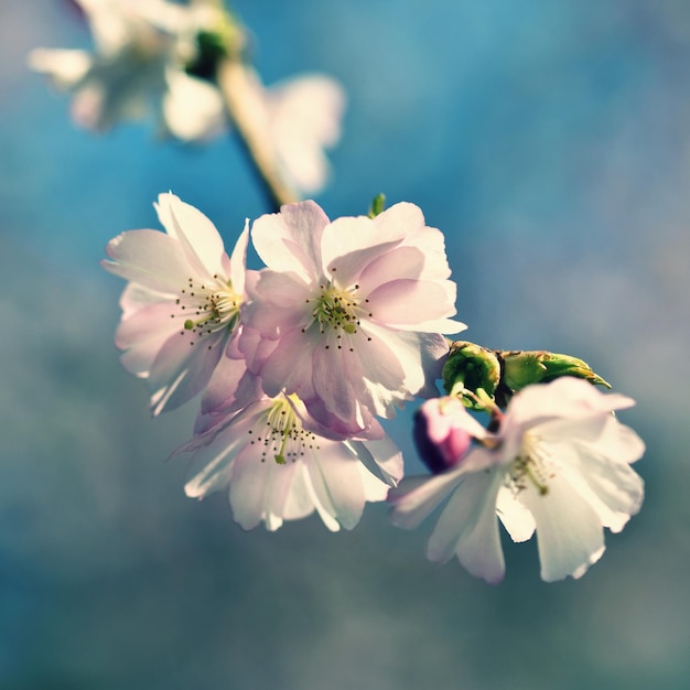 A close up of a flower with the word cherry on it