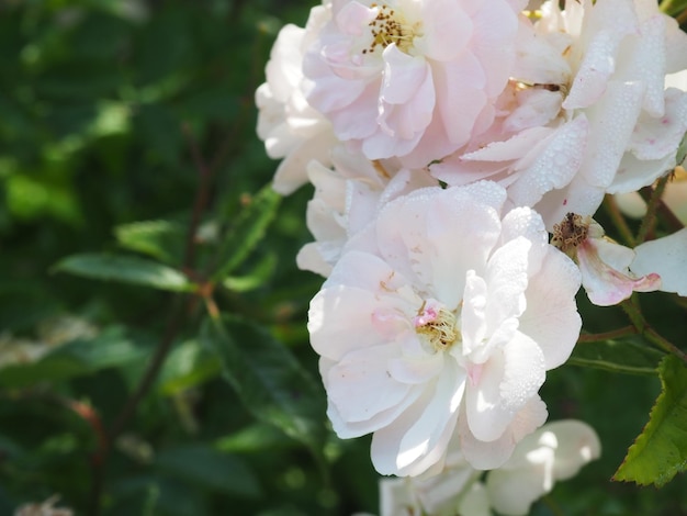 A close up of a flower with the word rose on it