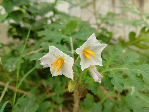 A close up of a flower