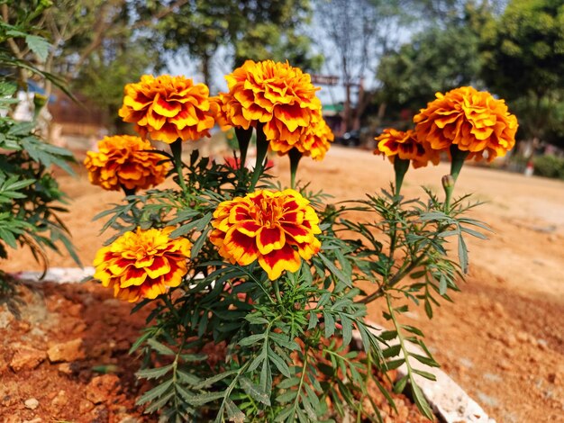 A Close Up Of A Flower