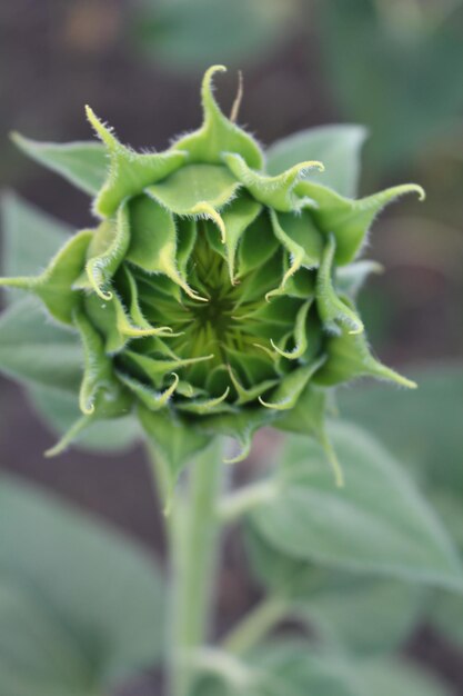 A close up of a flower