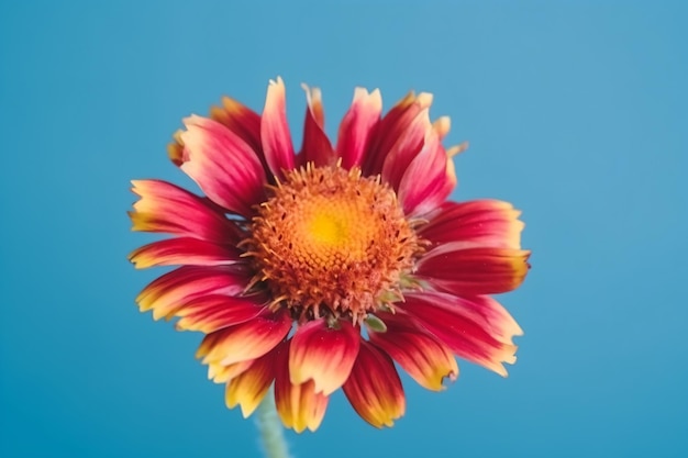 A close up of a flower