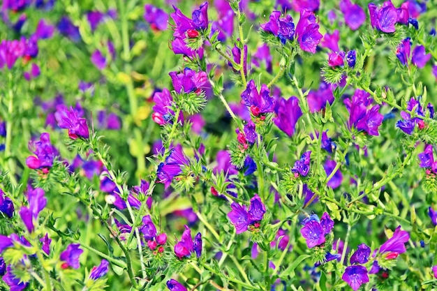 close up of flowering blue echium