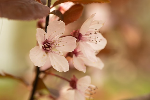 Close up of flowering flower in the spring