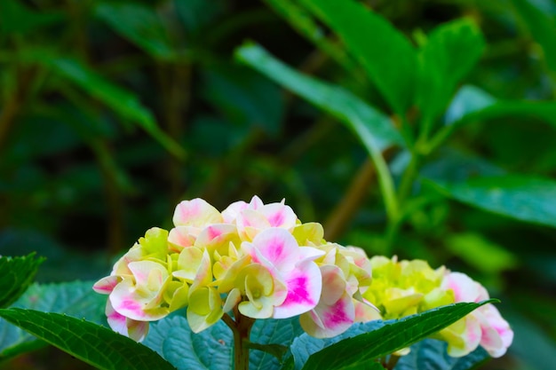 Close up of flowering hydrangeas Bloom background