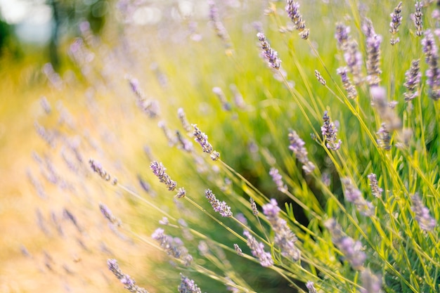 A close-up of flowering lavender bushes in the field