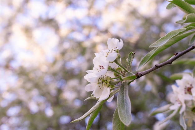 Close up of flowering pear tree with green leaves