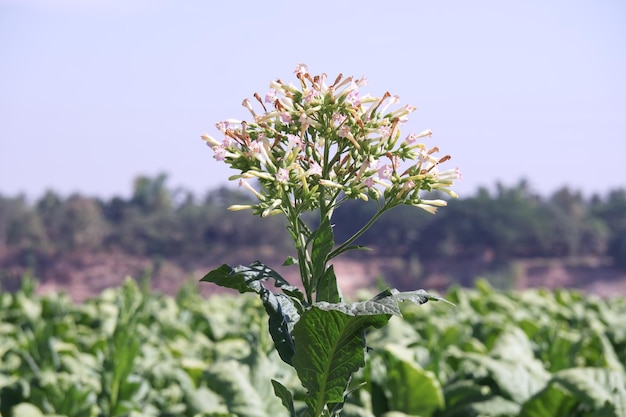 Close-up of flowering plant against clear sky