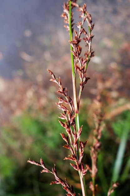 Photo close-up of flowering plant on field