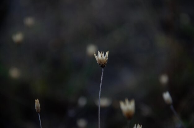 Photo close-up of flowering plant