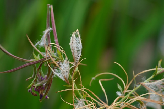 Photo close-up of flowering plant