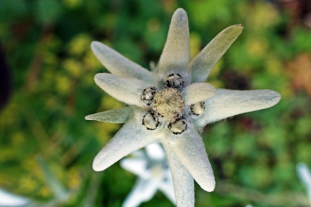 Photo close-up of flowering plant