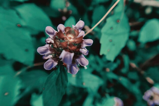 Photo close-up of flowering plant