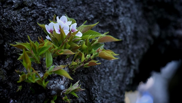 Close-up of flowering plant