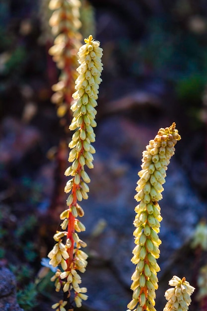 Photo close-up of flowering plant