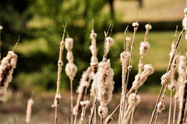 Photo close-up of flowering plants on field