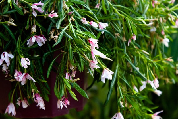 Close-up of flowering plants