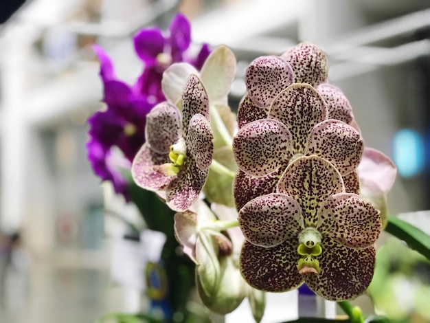 Photo close-up of flowers against blurred background