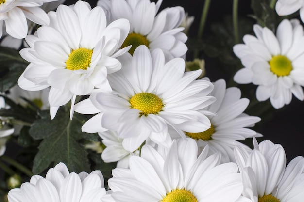 Close-up flowers of autumn Levcantemella chamomile.