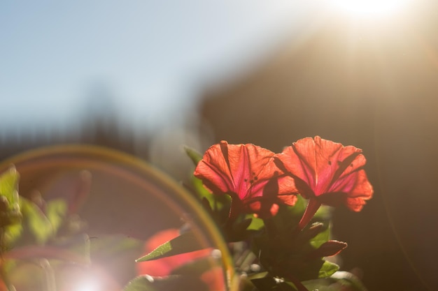 Photo close-up of flowers blooming outdoors