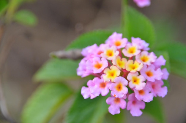 Close-up of flowers blooming outdoors