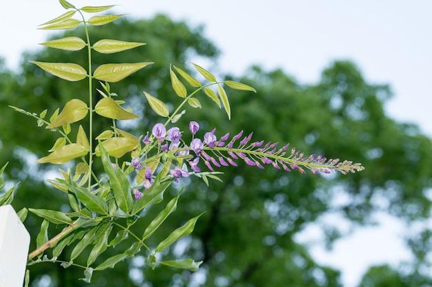 Photo close-up of flowers blooming outdoors