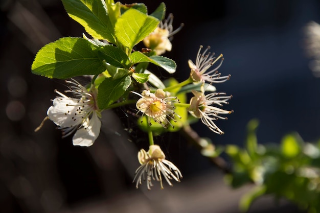 Photo close-up of flowers blooming outdoors