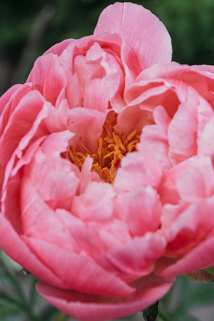 Close-up of flowers peonies . Beautiful peony flower for catalog or online store. Floral shop concept . Beautiful fresh cut bouquet.