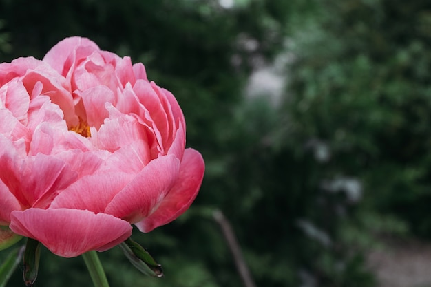 Close-up of flowers peonies . Beautiful peony flower for catalog or online store. Floral shop concept . Beautiful fresh cut bouquet.