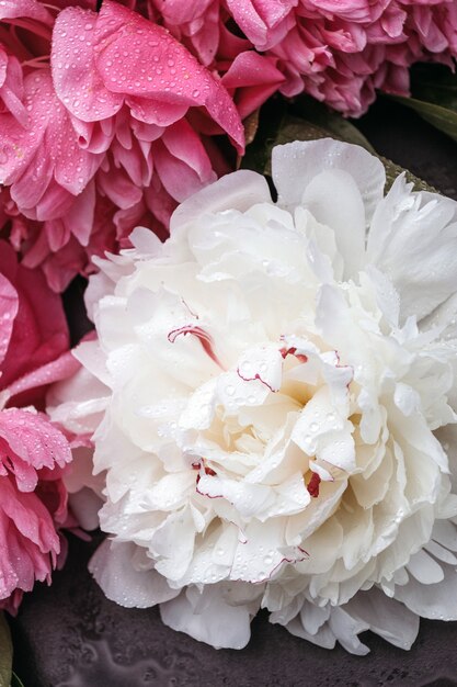 Close-up of flowers peonies. White and pink peonies close-up. Backgrounds for bloggers, beauty masters.