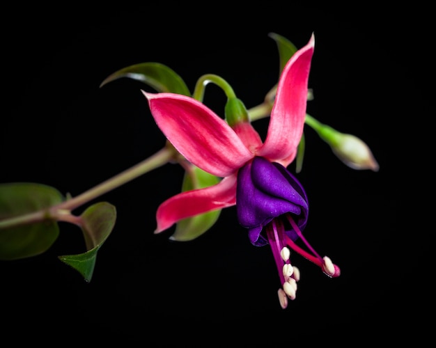 Close up to Flowers and plants pink blured green