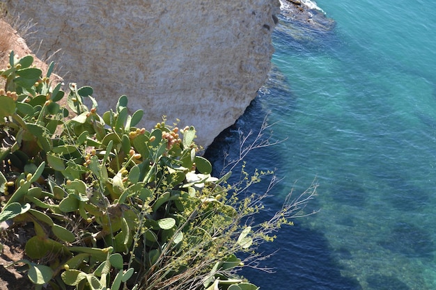 Photo close up of flowers in sea