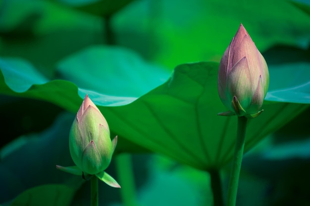 Photo close-up of flowers