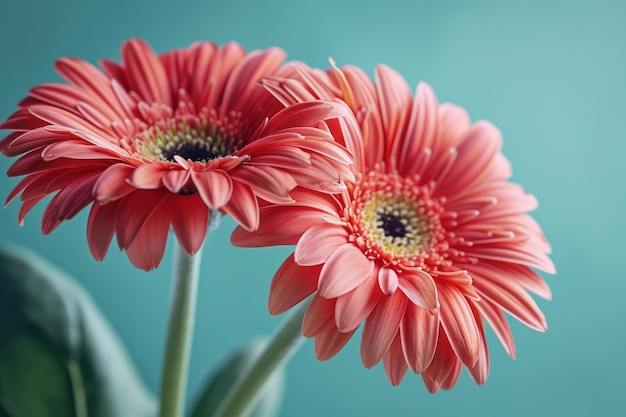 A close up of flowers