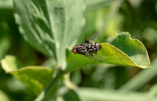 Close up of fly on a green leaf