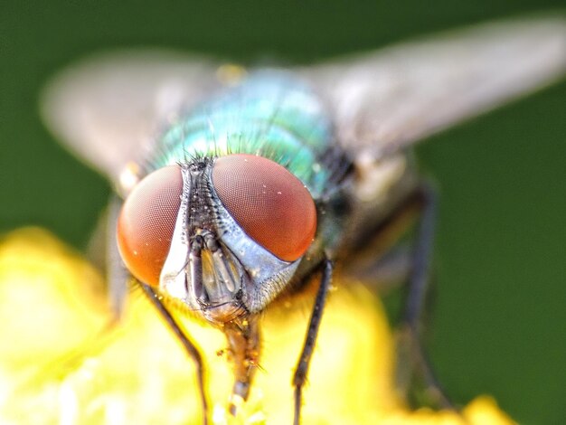 Photo close-up of fly on leaf