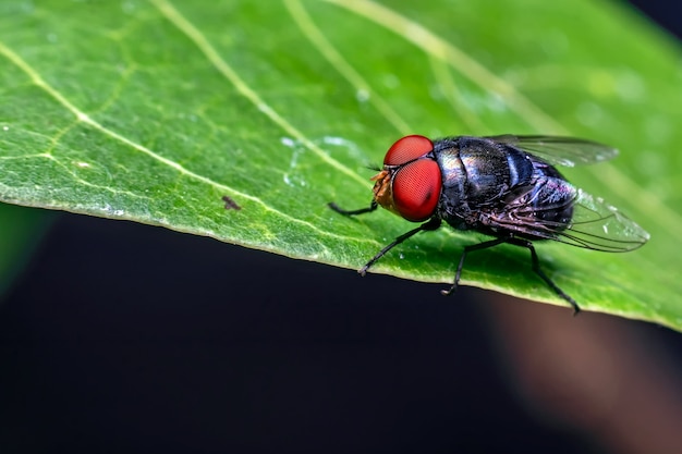  Close-up of fly on a leaf