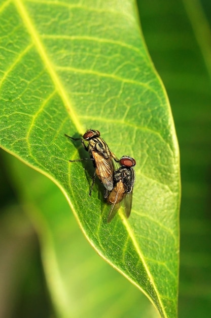 Close up of fly making love