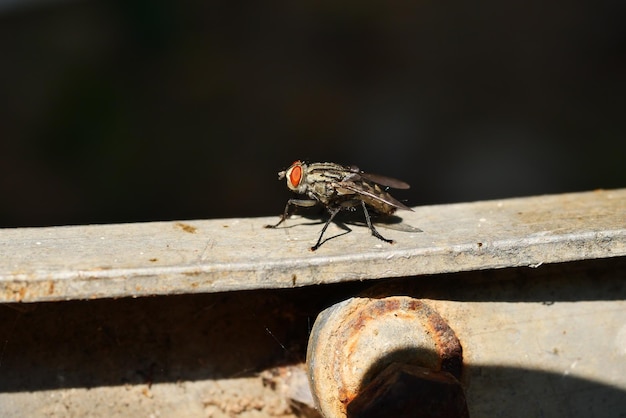 Close-up of fly on wood