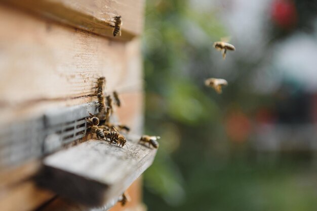 Close up of flying bees Wooden beehive and bees