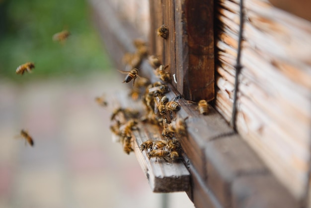 Close up of flying bees Wooden beehive and bees