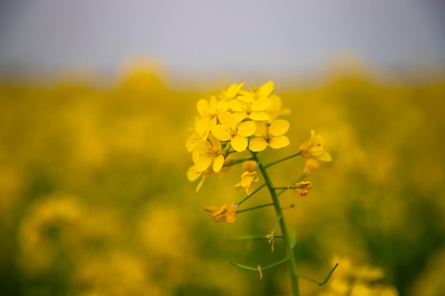 Close-up focus a Yellow Mustard Flower with Blurry Background Natural view