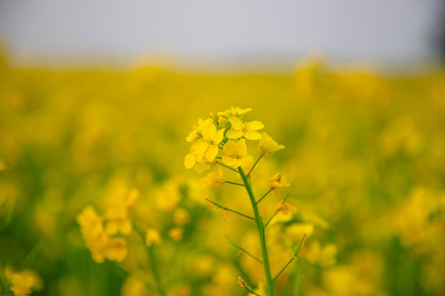 Close-up focus a Yellow Mustard Flower with Blurry Background Natural view