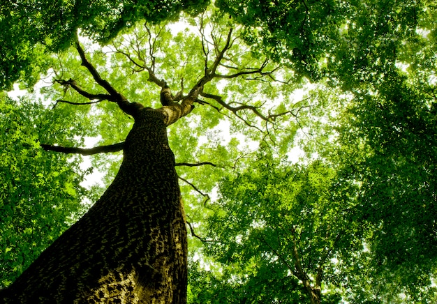 Close up on a forest tree seen from below