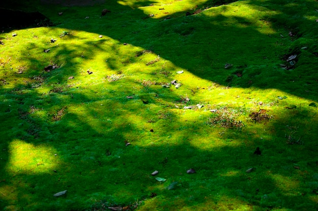 Close up forest verdant ferns green bryophytes