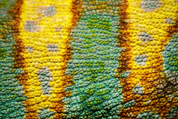 Close-up of Four-horned Chameleon skin, Chamaeleo quadricornis