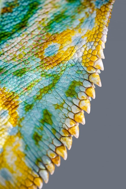 Close up of Four-horned Chameleon skin, Chamaeleo quadricornis