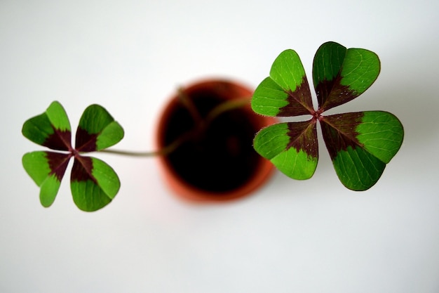 Photo close-up of four leaves clover against white background