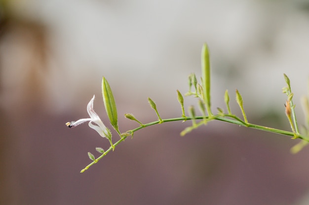 Close up fresh Andrographis paniculata plant in  a garden.